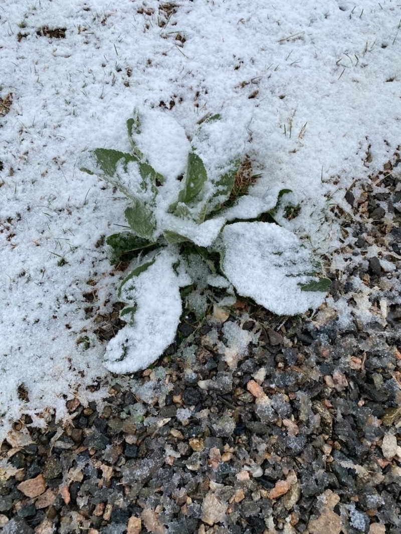 Sorpresa en el Día de la Primavera: cayó nieve en las sierras de Córdoba