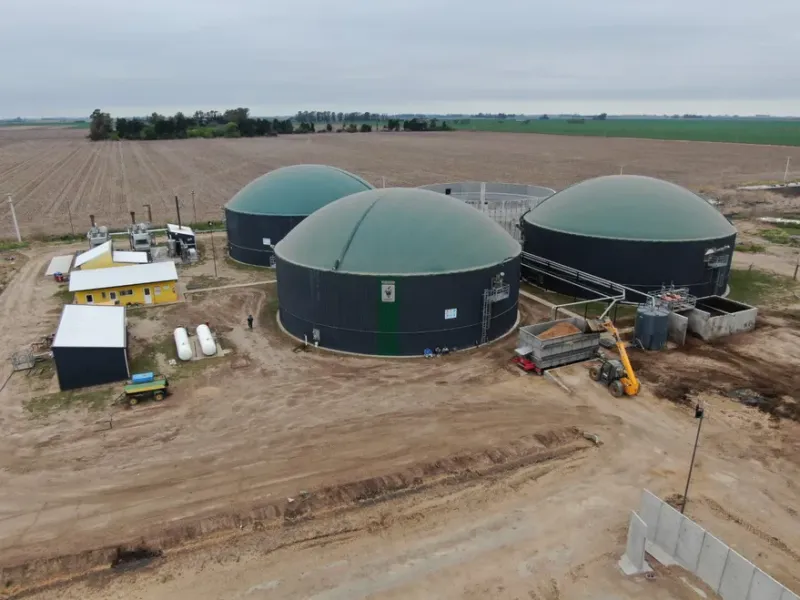 La electricidad producida por los biodigestores es “verde”. Proviene de la fermentación de silo de maíz y de cultivos de invierno (vicia y centeno) picados combinados con la bosta del criadero, que genera metano