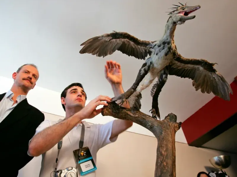 Una reproducción fiel de un Microraptor (AP).