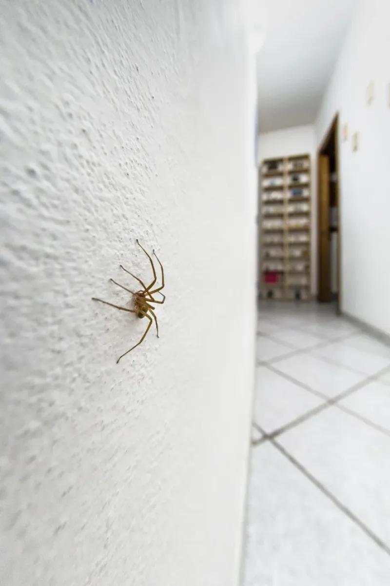 La araña del rincón puede encontrarse en los hogares