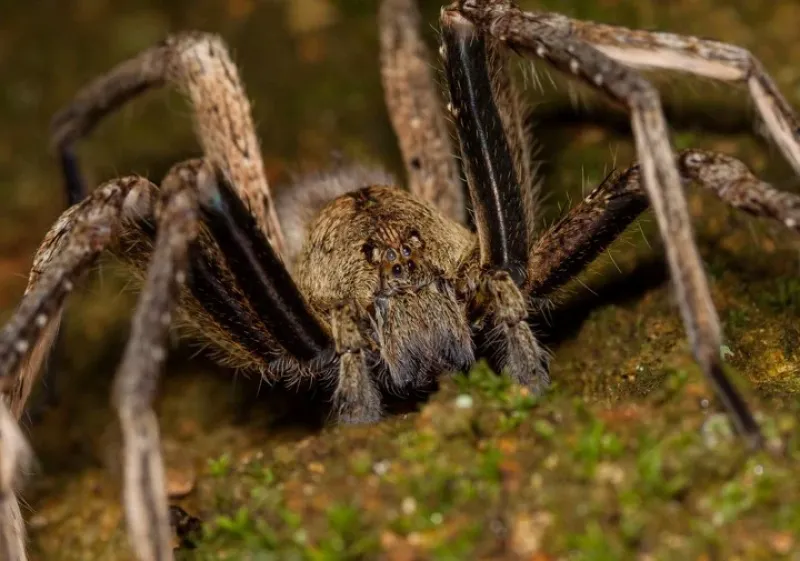 Los encuentros con la araña del banano son más infrecuentes y suele ocurrir en cosechadores de este fruto