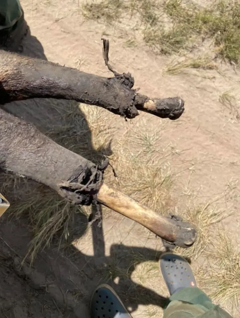 Las patas quemadas por el fuego de un ciervo del pantano