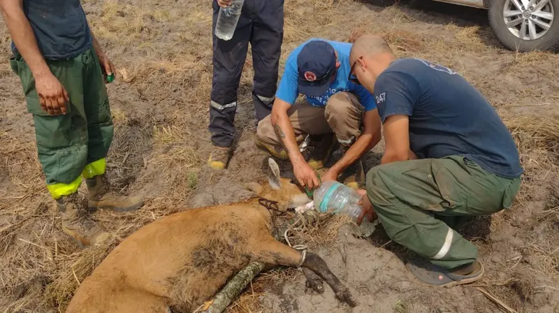 El ciervo del pantano que murió por las heridas