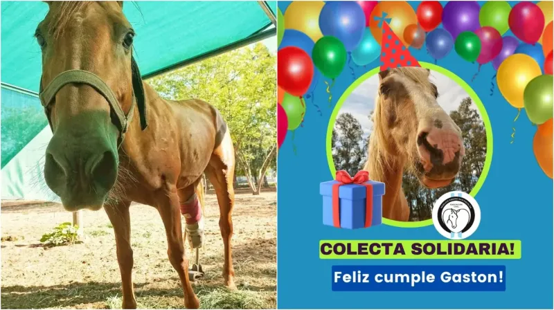 Gastón organizó una colecta solidaria para el Centro de Rescate Equino de San Nicolás de los Arroyos el día de su cumpleaños