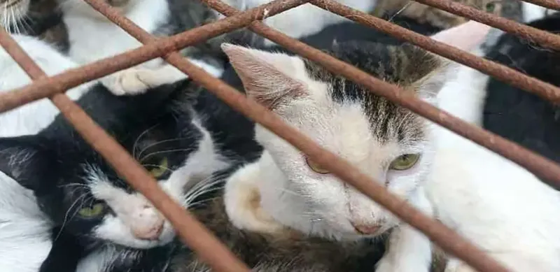 La policía del lugar investigará si no se cometieron delitos de mayor rango