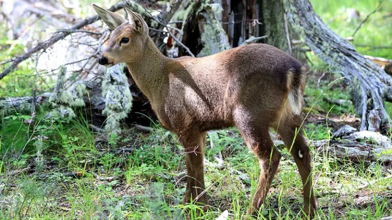 Shehuen es el primer huemul que nació en la Estación de Rehabilitación y Recría Shoonem en la provincia de Chubut