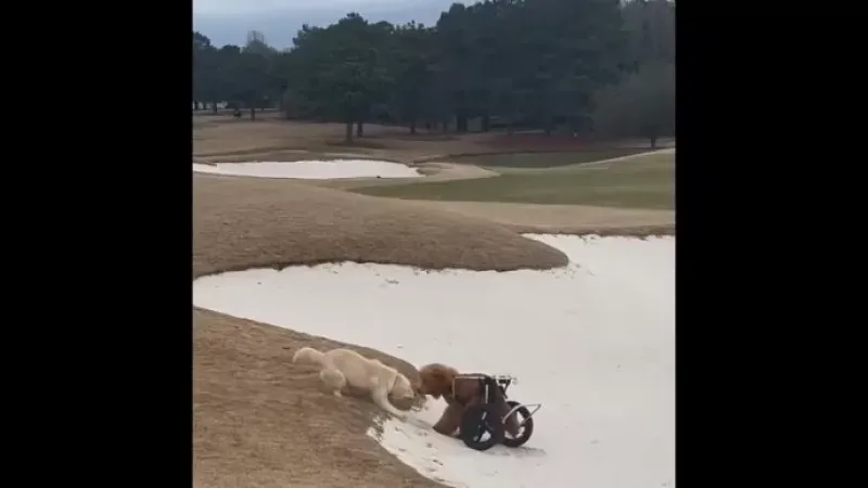 Perrito que ayuda a su amigo en silla de ruedas conmueve a todos: ¡Mirá el tierno video!