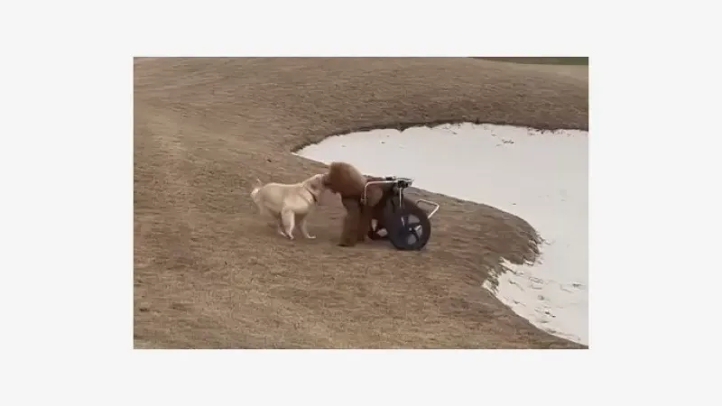 Perrito que ayuda a su amigo en silla de ruedas conmueve a todos: ¡Mirá el tierno video!