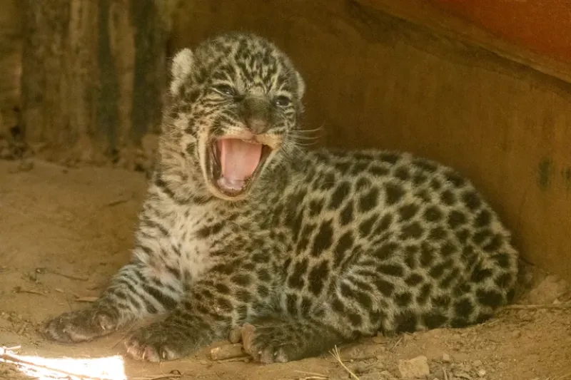  El retorno del yaguareté a El Impenetrable es parte de un ambicioso proyecto de reintroducción de especies extintas en la región