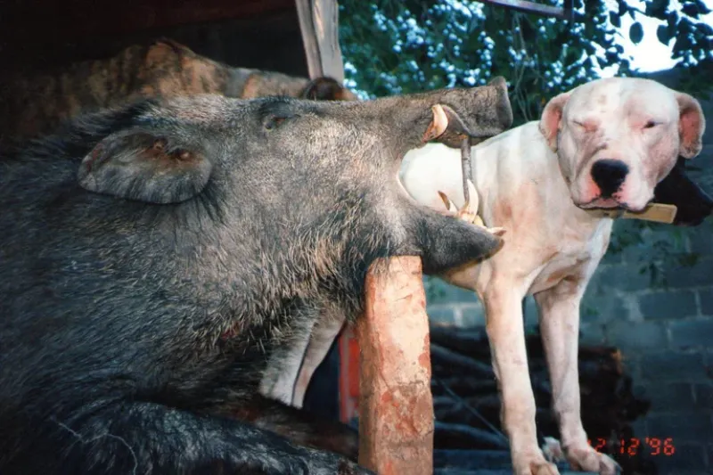 Uno de los perros utilizados para cazar un jabalí 