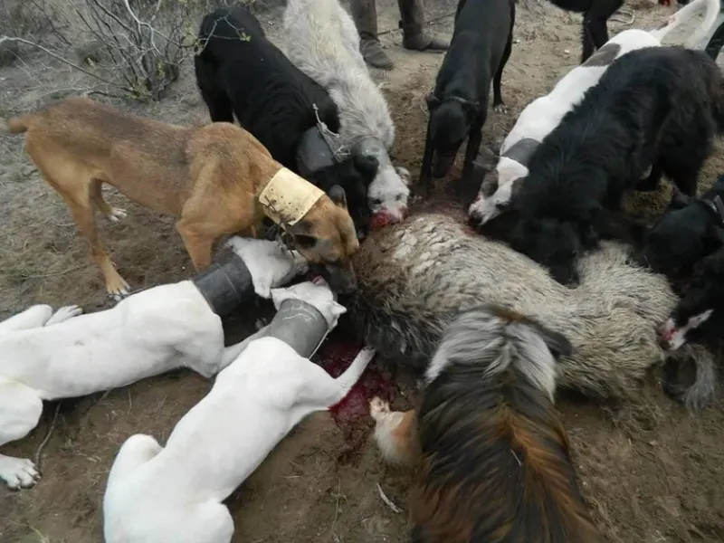  Un grupo de perros con la presa cazada