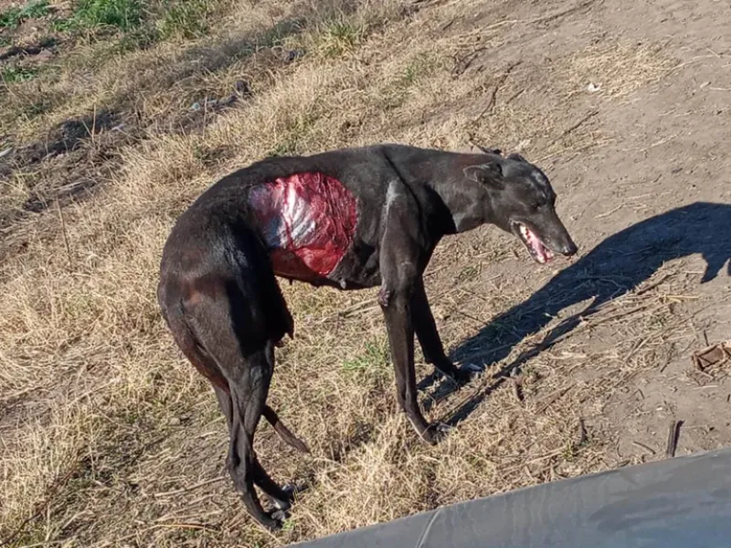 Galgo gravemente herido luego de una cacería