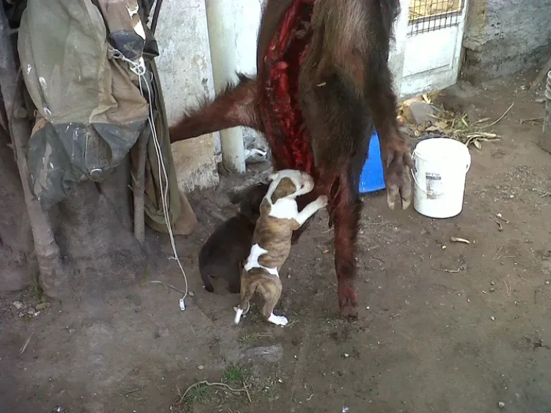  El entrenamiento de cachorros 