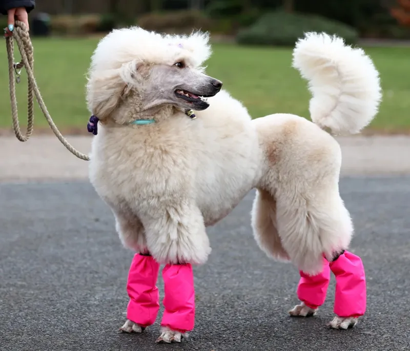 Tratándose las patas de su mejor herramienta de fuga, los caninos las cuidan, las preservan y por eso las escatiman