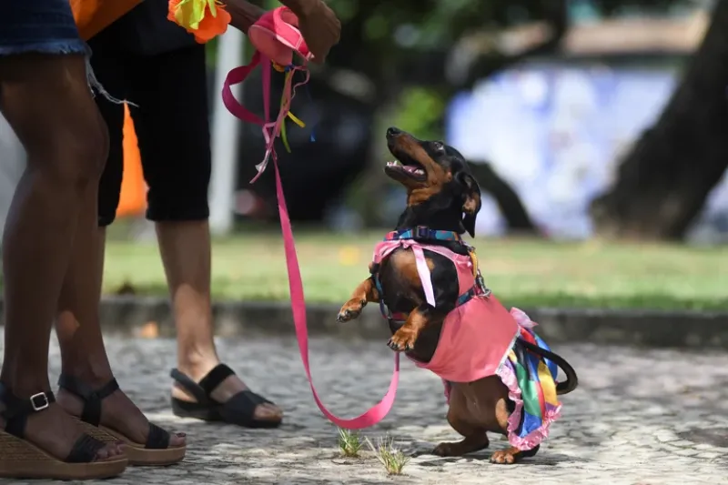 Indistintamente de la raza, la mayoría de los perros se alejarán bruscamente cuando uno intenta tocarles las patas, especialmente en la superficie o entre los dedos