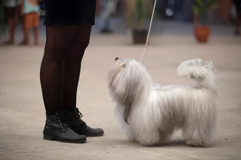  Las patas de los perros son esenciales para realizar casi todo lo que hacen. Las usan para defenderse, en la cacería, para su locomoción, y hasta para comunicarse