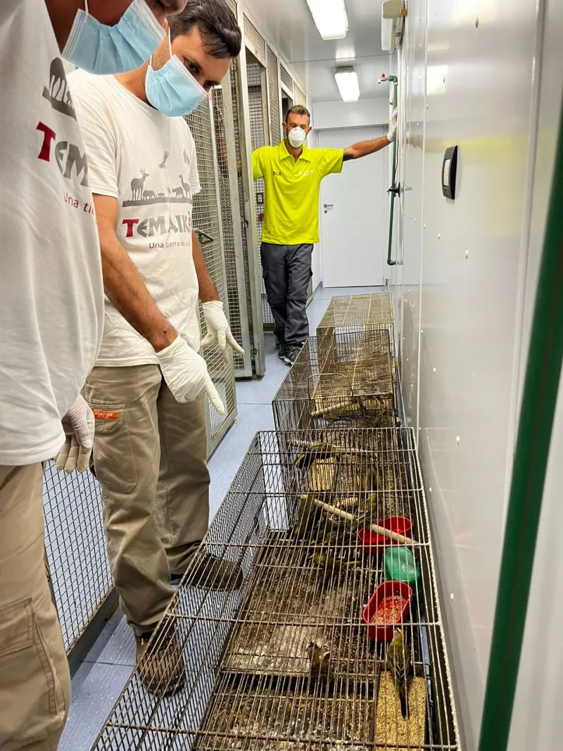 Sesenta y nueve cardenales fueron rescatados de un red de tráfico animal.