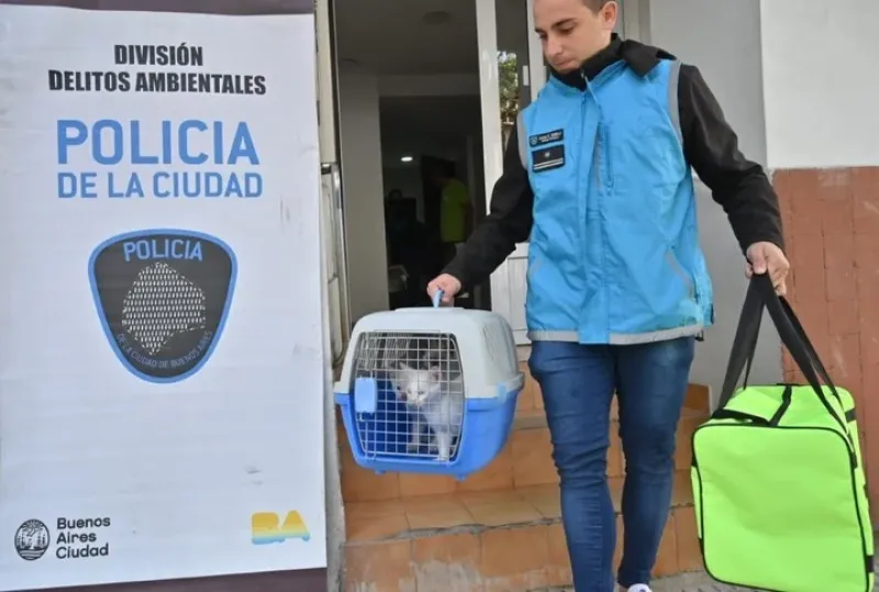  La propietaria de los felinos posee un cuadro de psicosis paranoide y fue trasladada a un hospital.