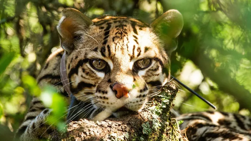 Tragedia en Parque Nacional Iguazú: atropellaron y asesinaron a un ocelote, un animal en peligro de extinción