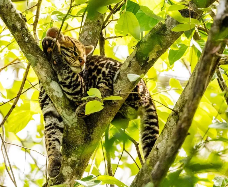 El animal se encuentra en peligro de extinción.