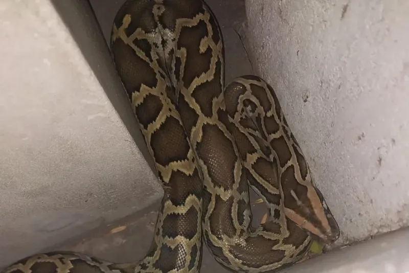 VIDEO: Una serpiente pitón irrumpió en la puerta de una casa y asustó a los vecinos de La Plata