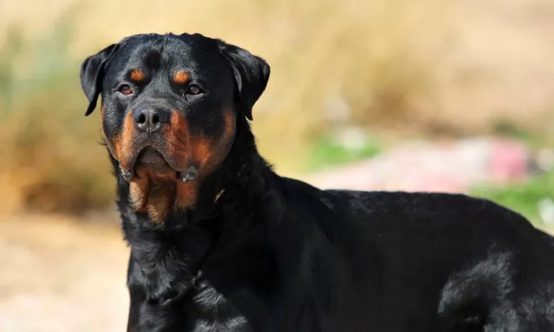 Un niño fue atacado por tres perros rottweiler en Bahía. Eran las mascotas de la casa