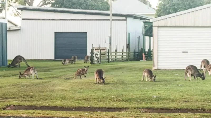 Varios canguros recorren el jardín de una casa en Australia