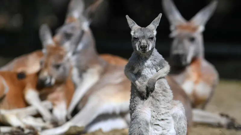 Los canguros están en el centro de una polémica en Australia