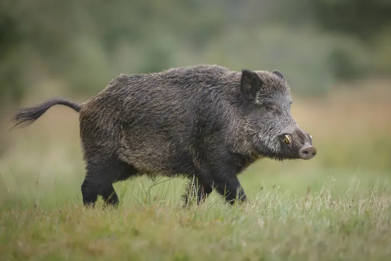 El amigo le disparó creyendo que era un animal