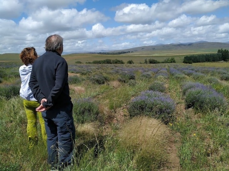 Campos de lavanda frente a la serranía de Pillahuincó.