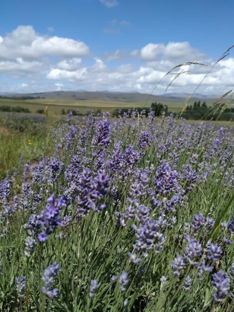 Sierras y campos de lavanda, una postal mágica cerca de Coronel Suárez