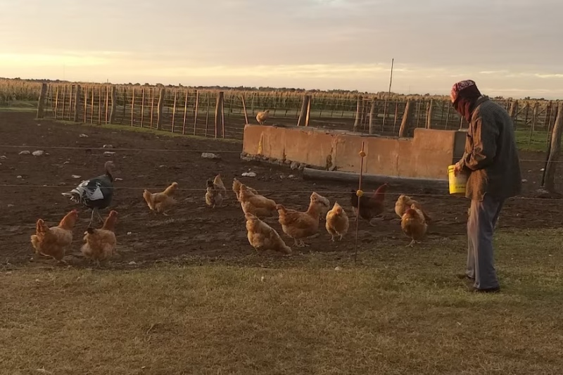  Celia hace cría de gallinas ponedoras en el campo y vende los huevos a la gente de la localidad