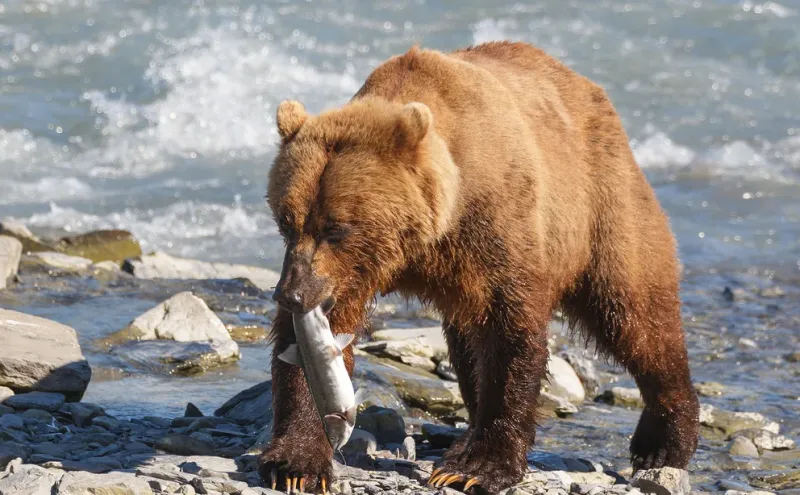 Un grizzly pesca en un río de Alaska. En otoño, cuando Timothy Treadwell fue devorado, los osos buscan comida en forma desesperada para la época de la hibernación