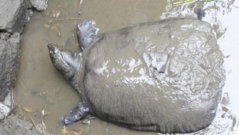 Encuentran sin vida a la última tortuga hembra de caparazón blando del mundo