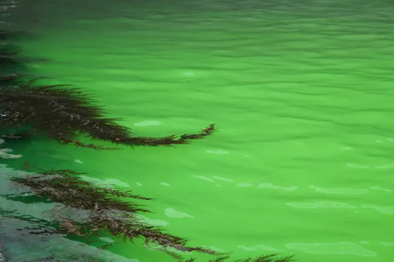 El color verde fosforescente se adueñó de las aguas del Gran Canal de Venecia