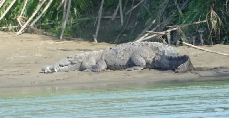 El feto en el interior estaba completamente formado pero muerto, por lo que no eclosionó.