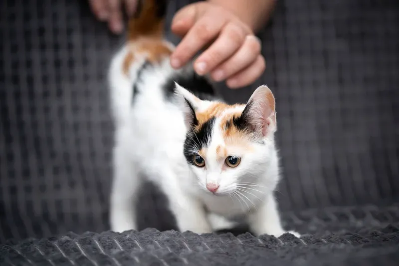  El blanco, el anaranjado y el negro definen el pelaje felino por lo general