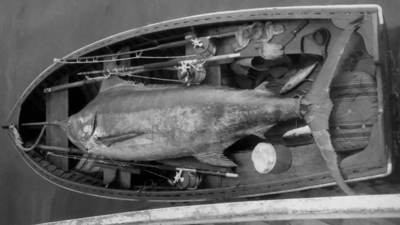 Imagen de archivo de un marlin luego de ser atrapado. (Foto por International Game Fish Association via Getty Images)