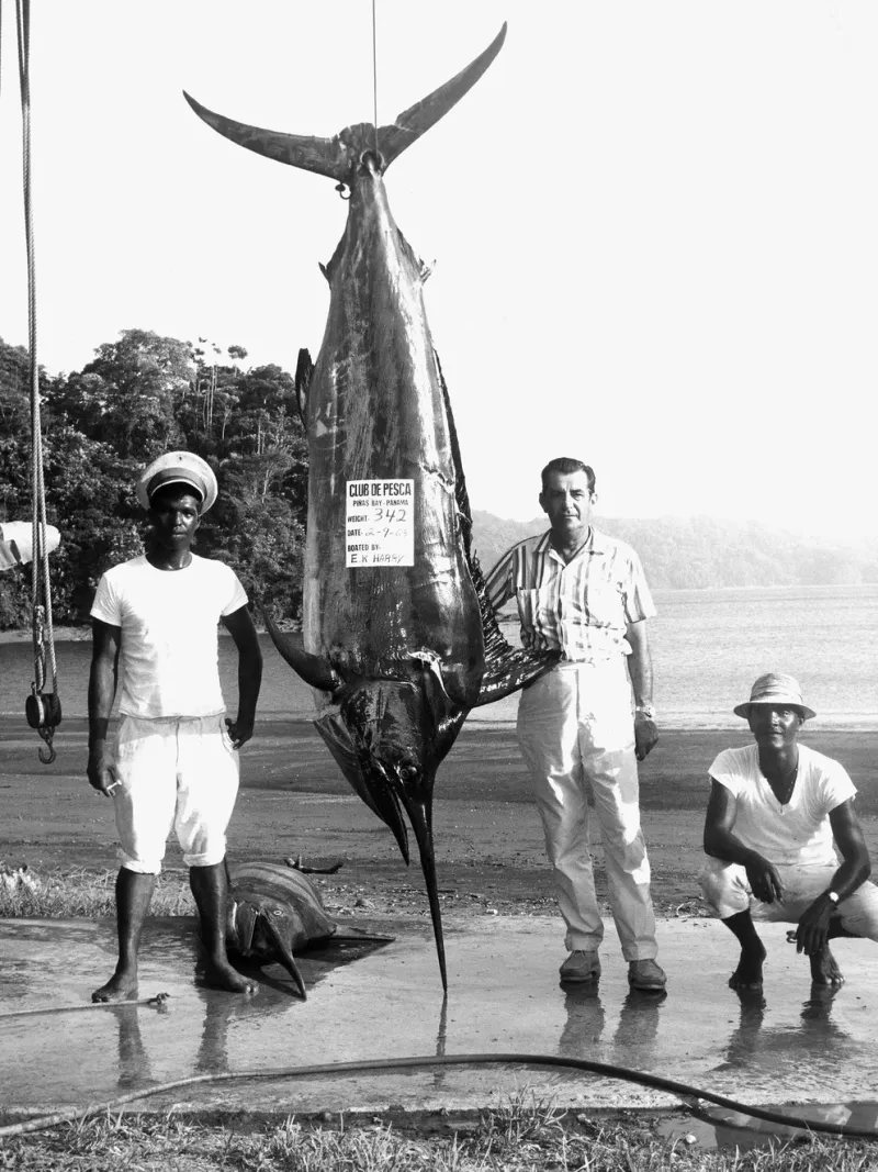  Imagen de archivo: E. K. Harry y dos barqueros posan con su pesca de aguja negra de 155 kilos en la playa del Club de Pesca en Pinas Bay, Panamá el 2 de septiembre de 1965. (Foto de International Game Fish Association a través de Getty Imágenes)