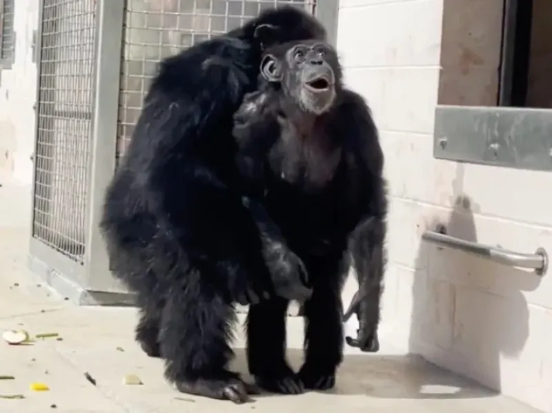 La mona Vanilla viendo el cielo por primera vez. El momento justo. Foto: Save the Chimps IG