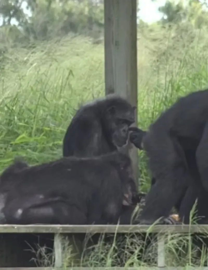 Aseguran que la mona “se está adaptando muy bien” a su nuevo hogar. Foto: Save the Chimps IG