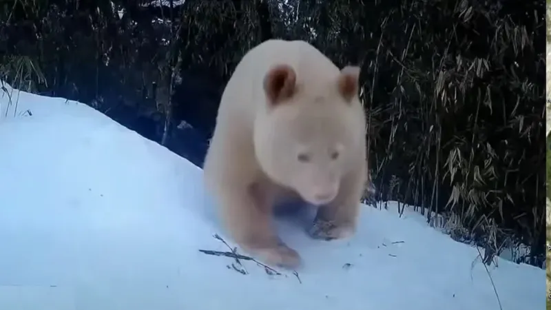  El video también muestra al animal totalmente blanco interactuando con varios otros pandas gigantes blancos y negros