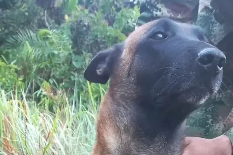  Canino guía del Ejército fue rescatado tras ser picado por una serpiente. Ejército Nacional