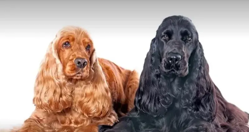  No son lo que parecen: el Cocker spaniel inglés