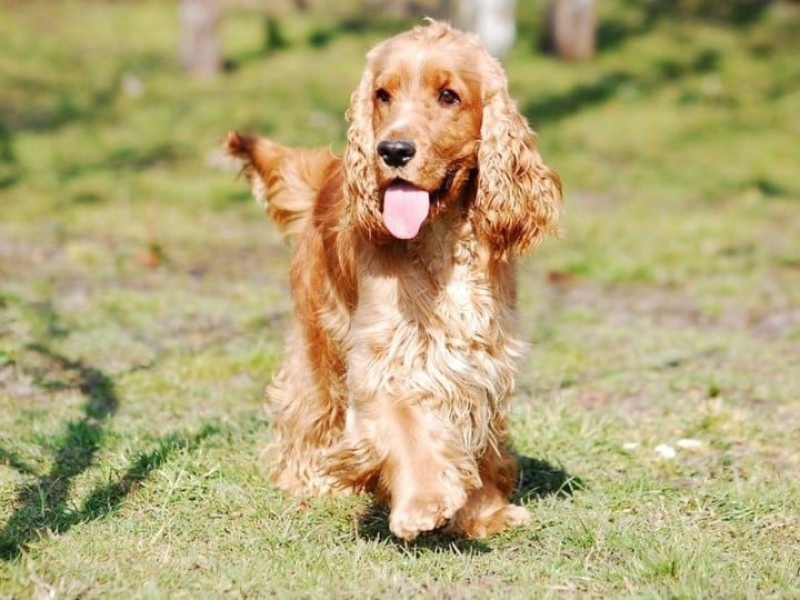  El Cocker spaniel inglés de pelaje dorado, el más agresivo.