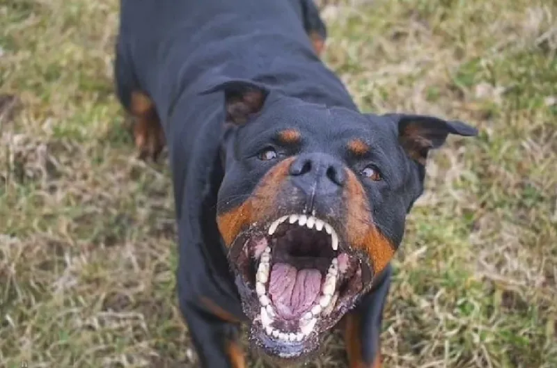  Rottweiler, un perro que por tu tamaño ya asusta.