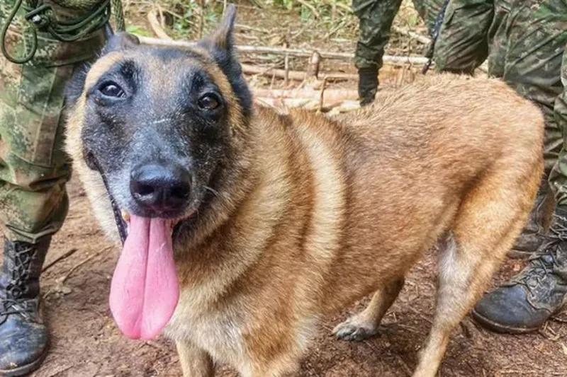 Wilson, el perro rescatista de Colombia