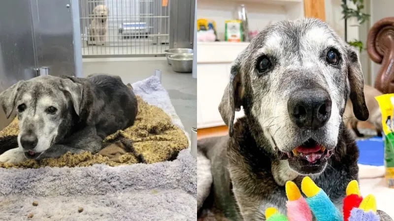 En la foto de la izquierda se ve a Annie cuando llegó a un refugio de Texas cuando los médicos diagnosticaron que le quedaba un mes de vida. La imagen de la derecha es varios meses después de ser adoptada (Instagram DallasAnimalFoster)