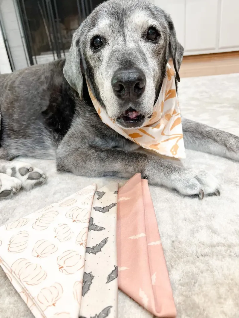  La canina disfrutó de algunos viajes y comió varias donas durante sus últimos meses de vida (Instagram DallasAnimalFoster)