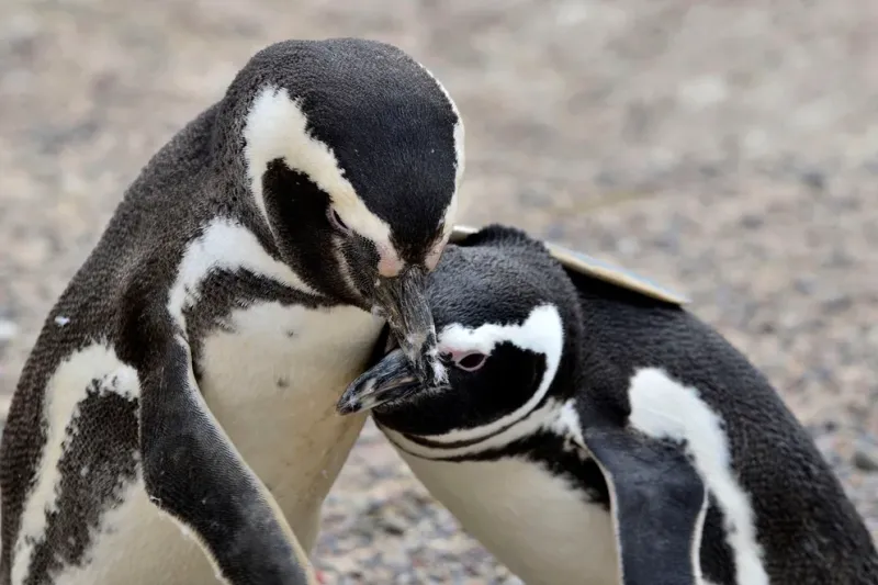 Los pingüinos de Magallanes pueden morir deshidratados por el calor. Además los afectan otros disturbios causados por humanos como el avance de topadoras o la presencia masiva de turistas